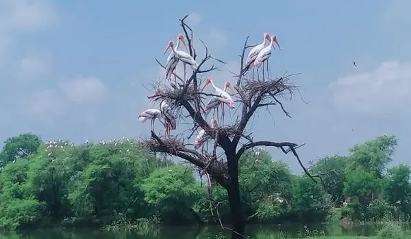 Kota: उदयपुरिया गांव में आए विदेशी पक्षियों को पक्षी विहार की मान्यता देने की मांग 